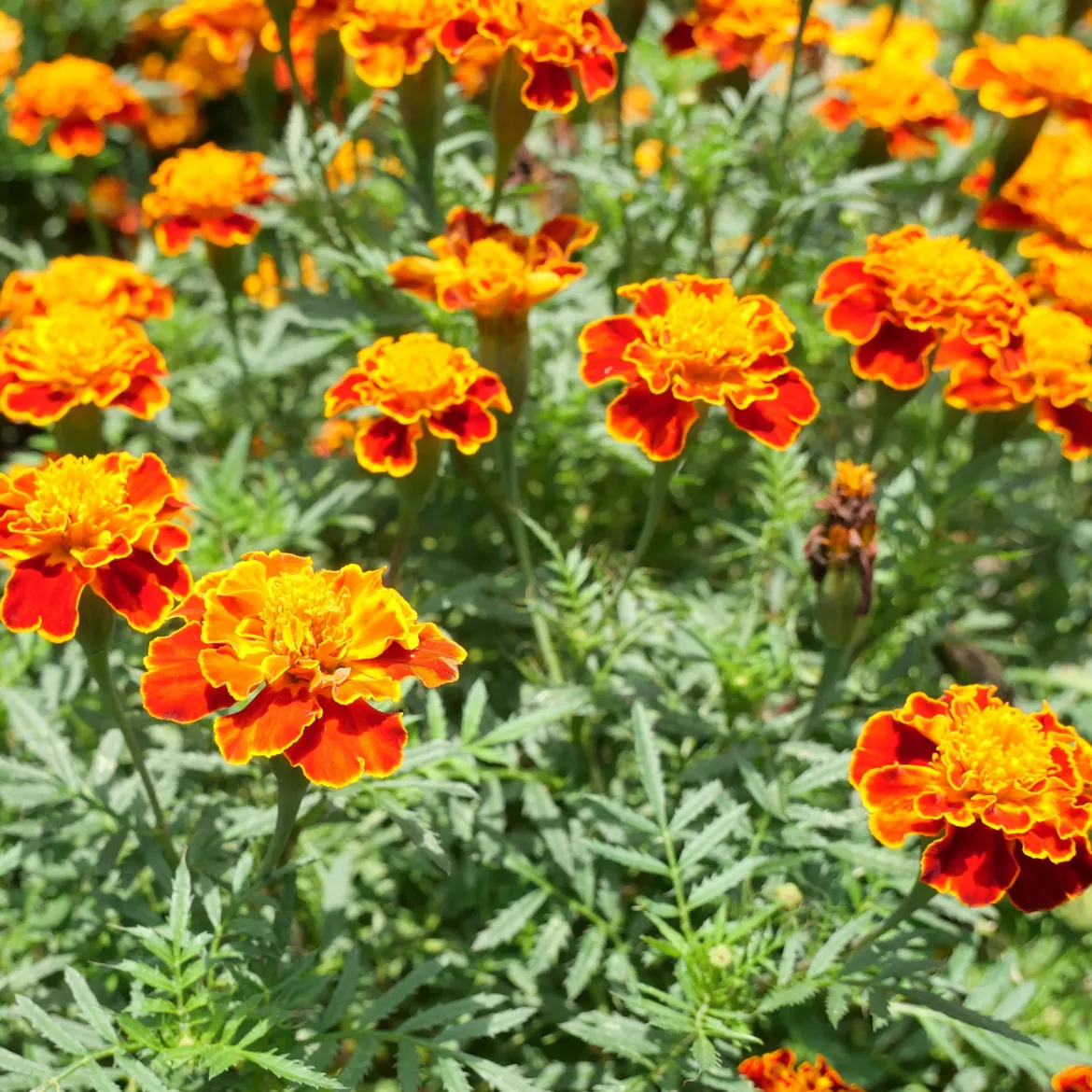 Oeillet d'Inde Honeycomb - Des fleurs dès juin sans effort