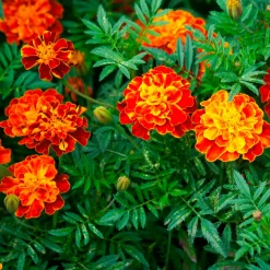 Oeillet d'Inde Honeycomb - Des fleurs dès juin sans effort