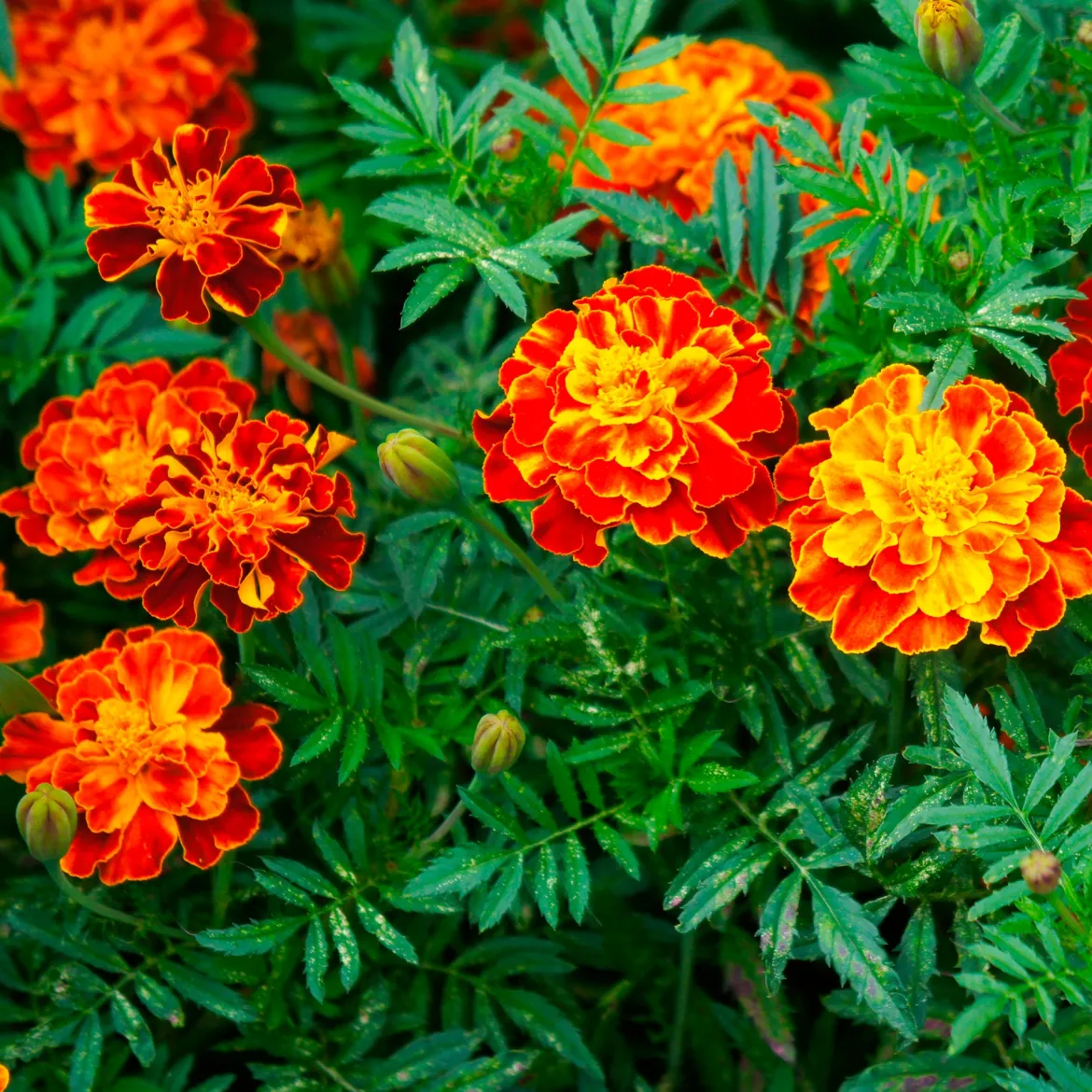 Oeillet d'Inde Honeycomb - Des fleurs dès juin sans effort