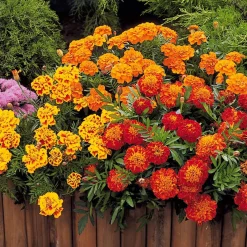 Oeillet d'Inde nain Rusty red - Fleurit tout l'été sans effort