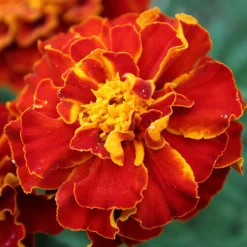 Oeillet d'Inde nain Rusty red - Fleurit tout l'été sans effort