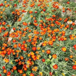 Oeillet d'Inde nain Rusty red - Fleurit tout l'été sans effort
