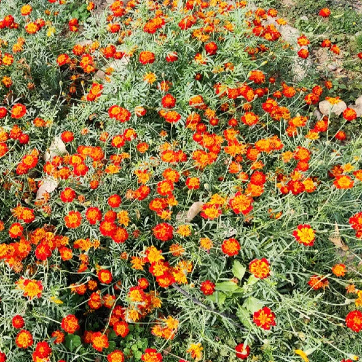 Oeillet d'Inde nain Rusty red - Fleurit tout l'été sans effort