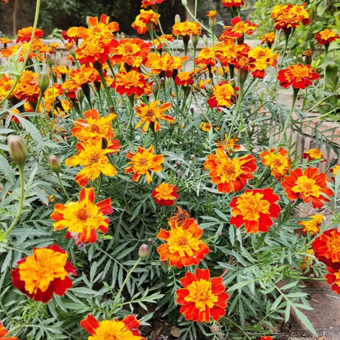 Oeillet d'Inde nain Rusty red - Fleurit tout l'été sans effort