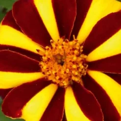 Oeillet d'Inde nain simple Mr. Majestic - Bordures fleuries tout l'été