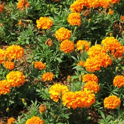 Oeillet d'Inde Tangérine - Orange vif tout l'été