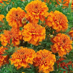 Oeillet d'Inde Tangérine - Orange vif tout l'été