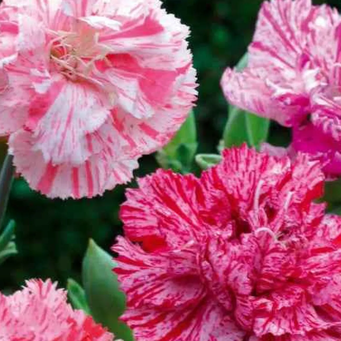 Oeillets des fleuristes Fantasy Picotée en mélange - Des bouquets tout l'été