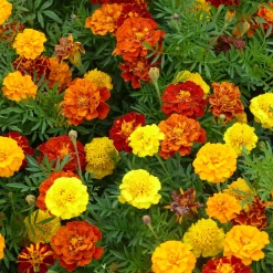 Oeillets d'inde nains en mélange - Fleurs faciles tout l'été