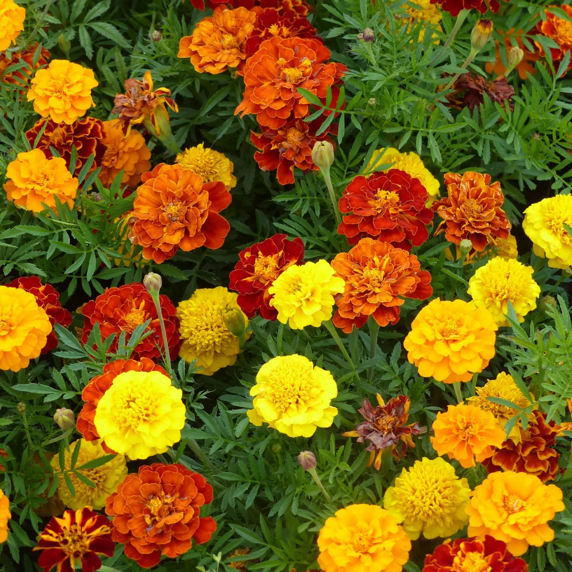 Oeillets d'inde nains en mélange - Fleurs faciles tout l'été