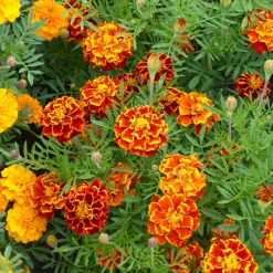 Oeillets d'inde nains en mélange - Fleurs faciles tout l'été