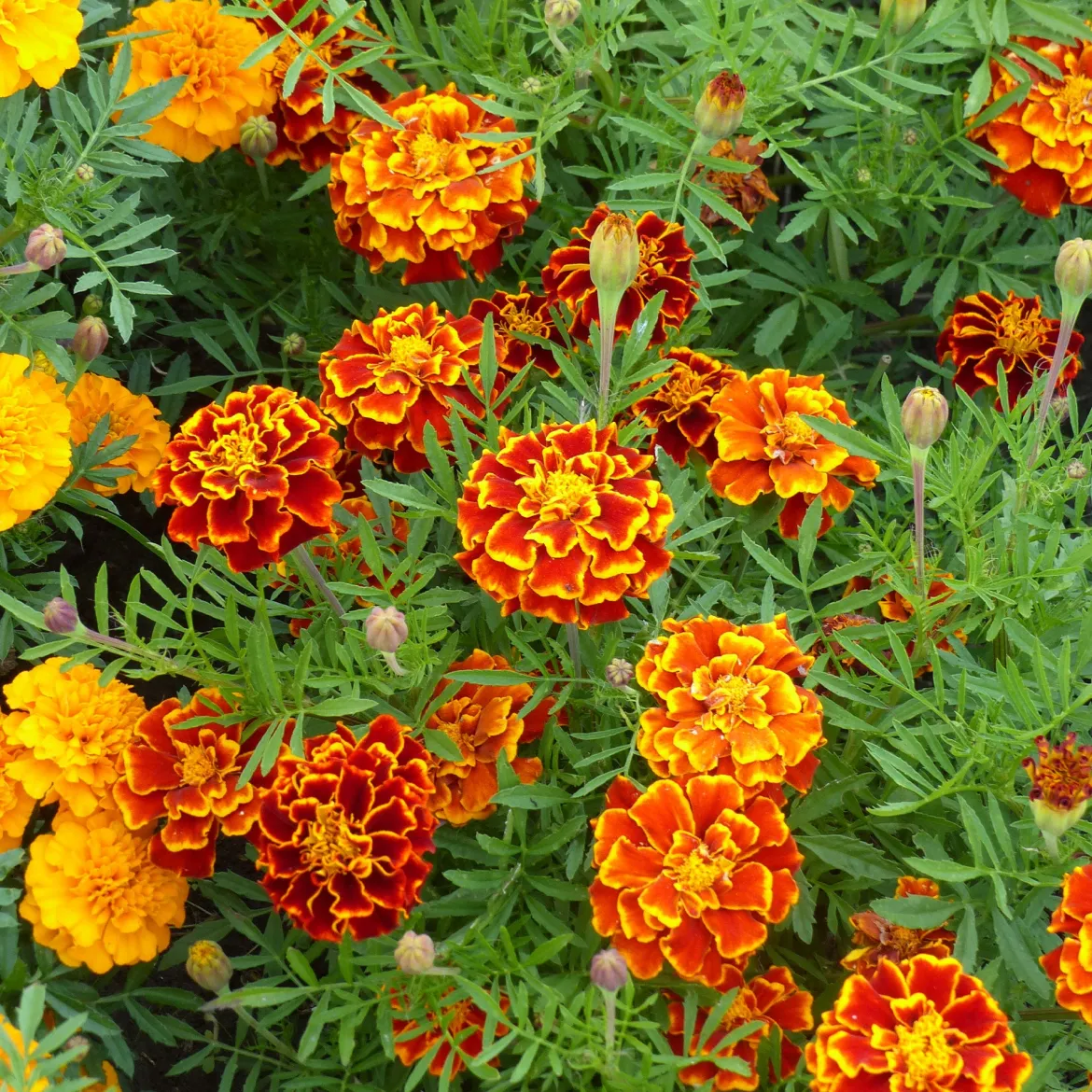 Oeillets d'inde nains en mélange - Fleurs faciles tout l'été