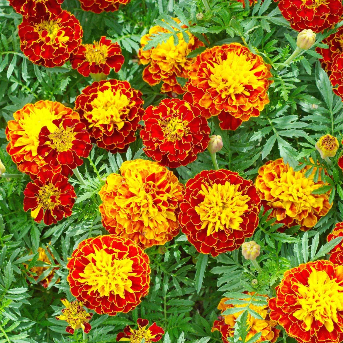 Oeillets d'inde nains en mélange - Fleurs faciles tout l'été