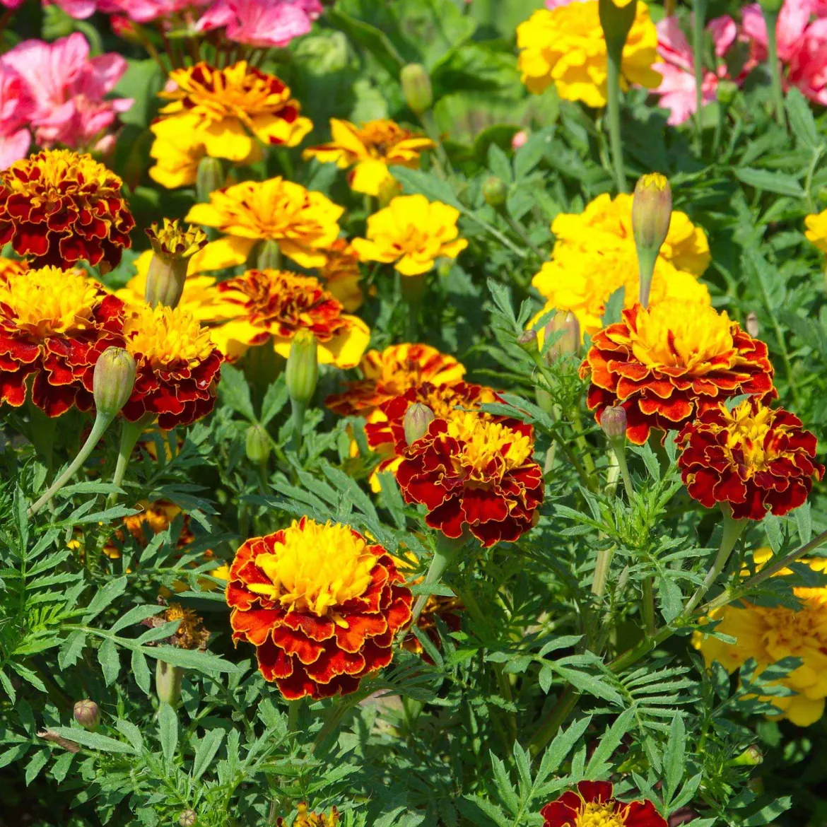 Oeillets d'inde nains en mélange - Fleurs faciles tout l'été