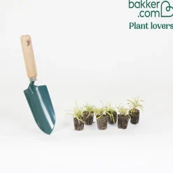 6 Oeillets Triomphe en mélange - Un bouquet parfumé au jardin