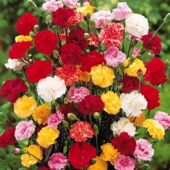 6 Oeillets Triomphe en mélange - Un bouquet parfumé au jardin