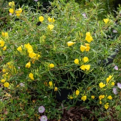 Oenothère African Sun - Onagre - Un soleil jaune tout l'été
