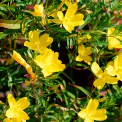 Oenothère African Sun - Onagre - Un soleil jaune tout l'été