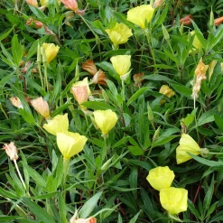 2 Oenothères à grandes fleurs - Onagre - Des fleurs XXL sans effort