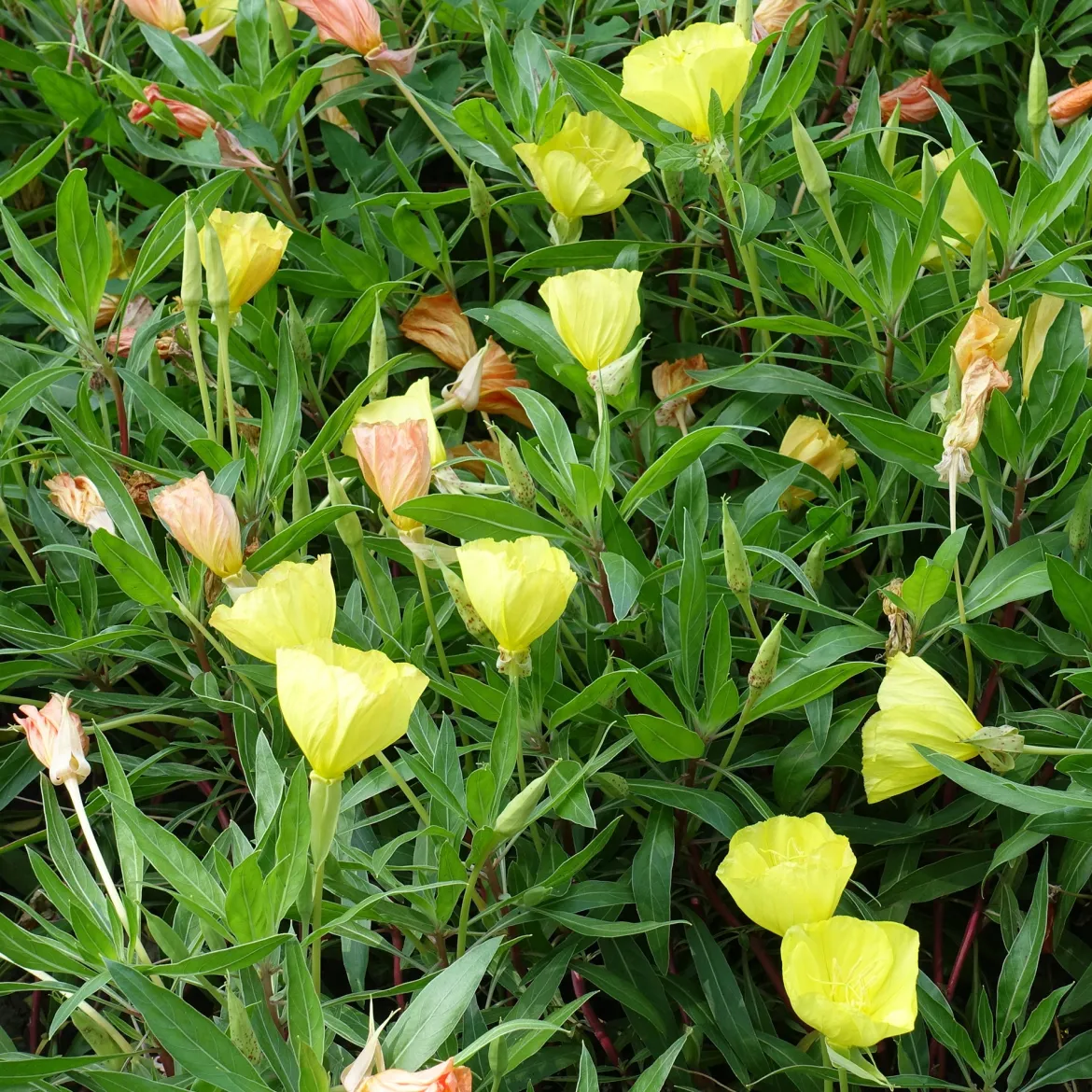 2 Oenothères à grandes fleurs - Onagre - Des fleurs XXL sans effort