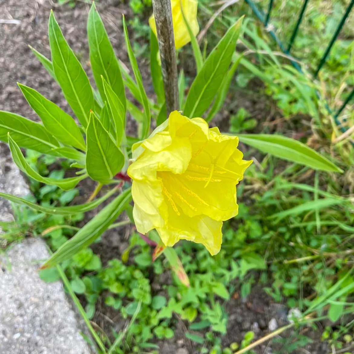2 Oenothères à grandes fleurs - Onagre - Des fleurs XXL sans effort