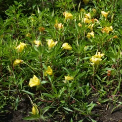 2 Oenothères à grandes fleurs - Onagre - Des fleurs XXL sans effort