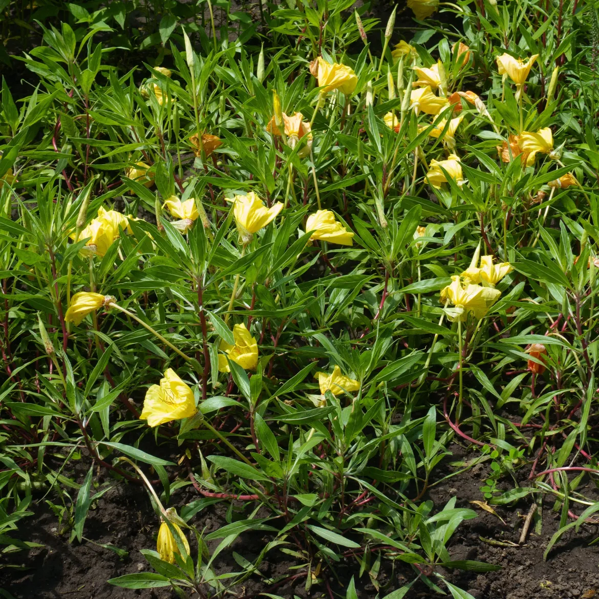 2 Oenothères à grandes fleurs - Onagre - Des fleurs XXL sans effort