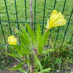 2 Oenothères à grandes fleurs - Onagre - Des fleurs XXL sans effort