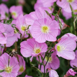 2 Oenothères roses Siskiyou Pink - Un tapis rose tout l'été