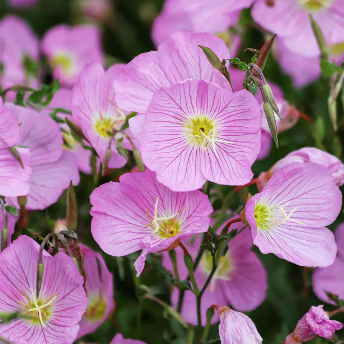 2 Oenothères roses Siskiyou Pink - Un tapis rose tout l'été