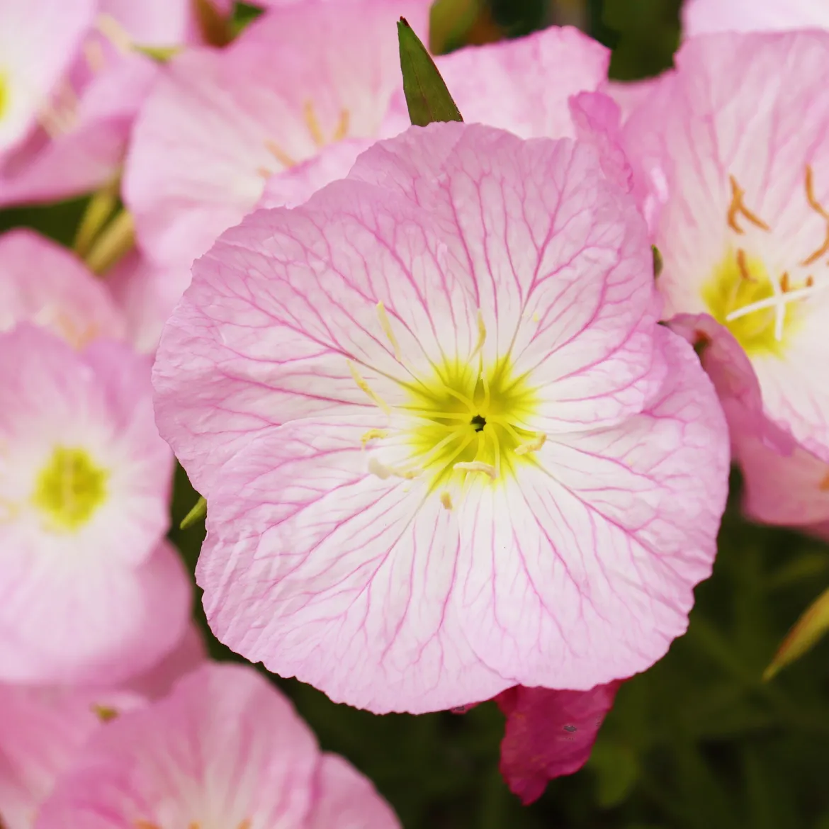 2 Oenothères roses Siskiyou Pink - Un tapis rose tout l'été