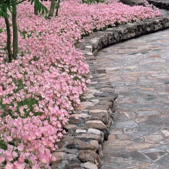 2 Oenothères roses Siskiyou Pink - Un tapis rose tout l'été