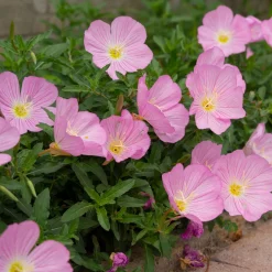 2 Oenothères roses Siskiyou Pink - Un tapis rose tout l'été