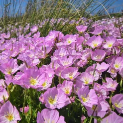 2 Oenothères roses Siskiyou Pink - Un tapis rose tout l'été