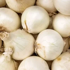 Oignon blanc Snowball - Un blanc doux et généreux