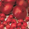 Oignon Rouge foncé de Brunswick - Rouge intense, goût doux