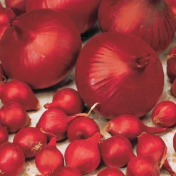 Oignon Rouge foncé de Brunswick - Rouge intense, goût doux