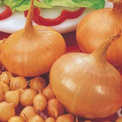 Oignon 'Stuttgarter Riesen' - Des oignons qui se gardent