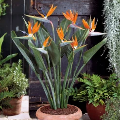 Oiseau du paradis nain - La fleur exotique chez vous