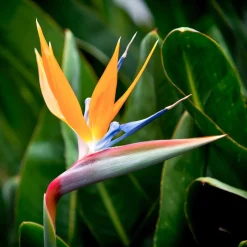 Oiseau du paradis nain - La fleur exotique chez vous