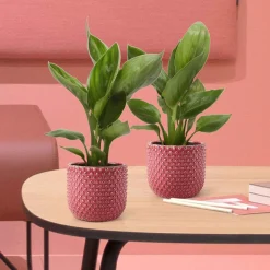 Oiseau du paradis nain - La fleur exotique chez vous
