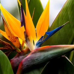 Oiseau du paradis nain - La fleur exotique chez vous