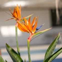Oiseau du paradis nain - La fleur exotique chez vous