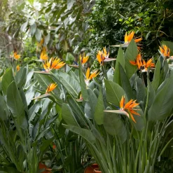 Oiseau du paradis Strelitzia - L'exotisme chez vous