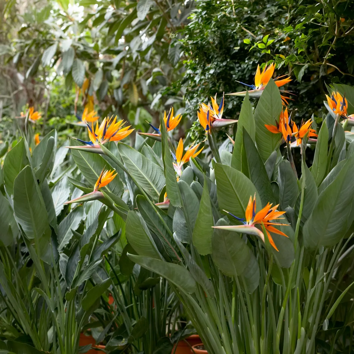 Oiseau du paradis Strelitzia - L'exotisme chez vous