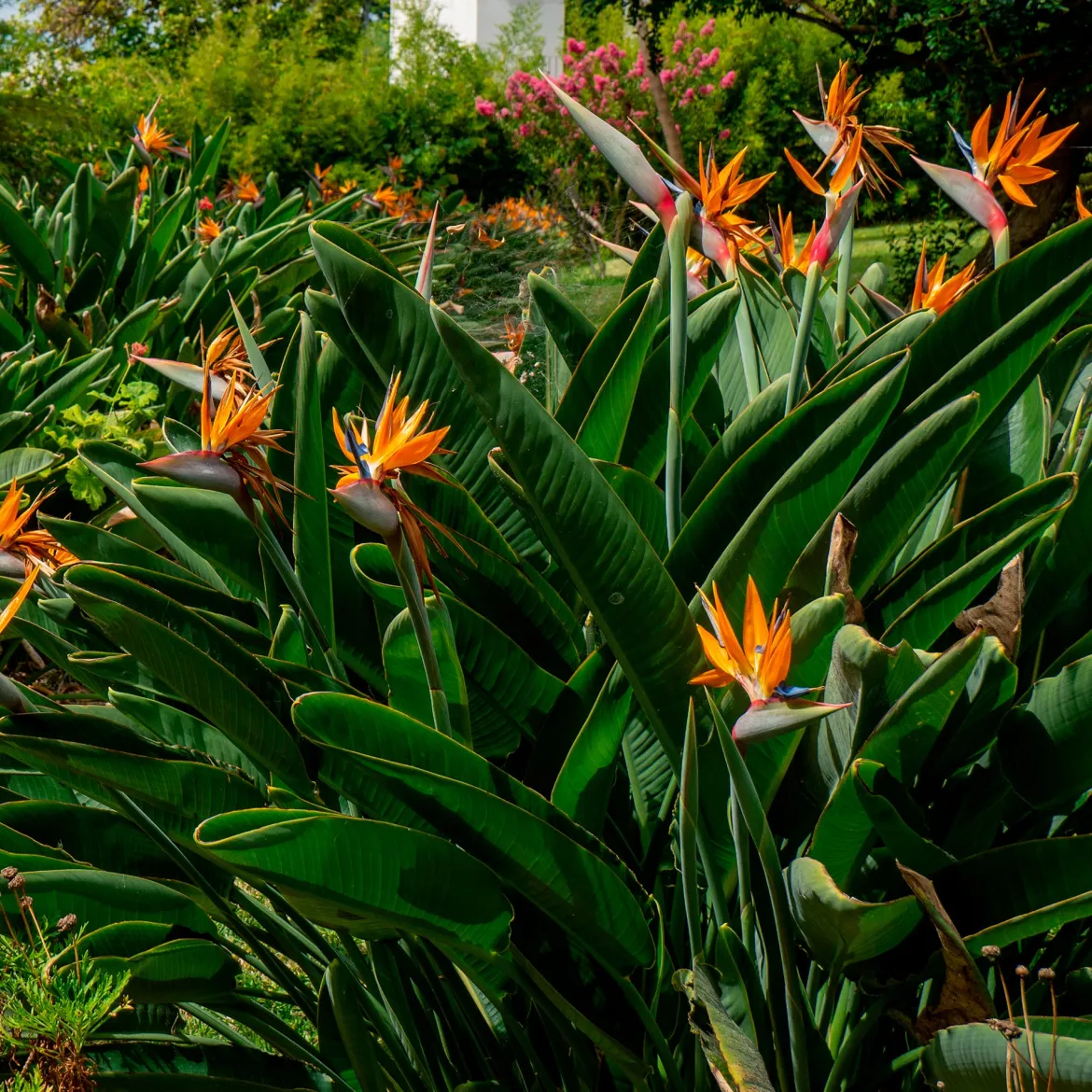 Oiseau du paradis Strelitzia - L'exotisme chez vous