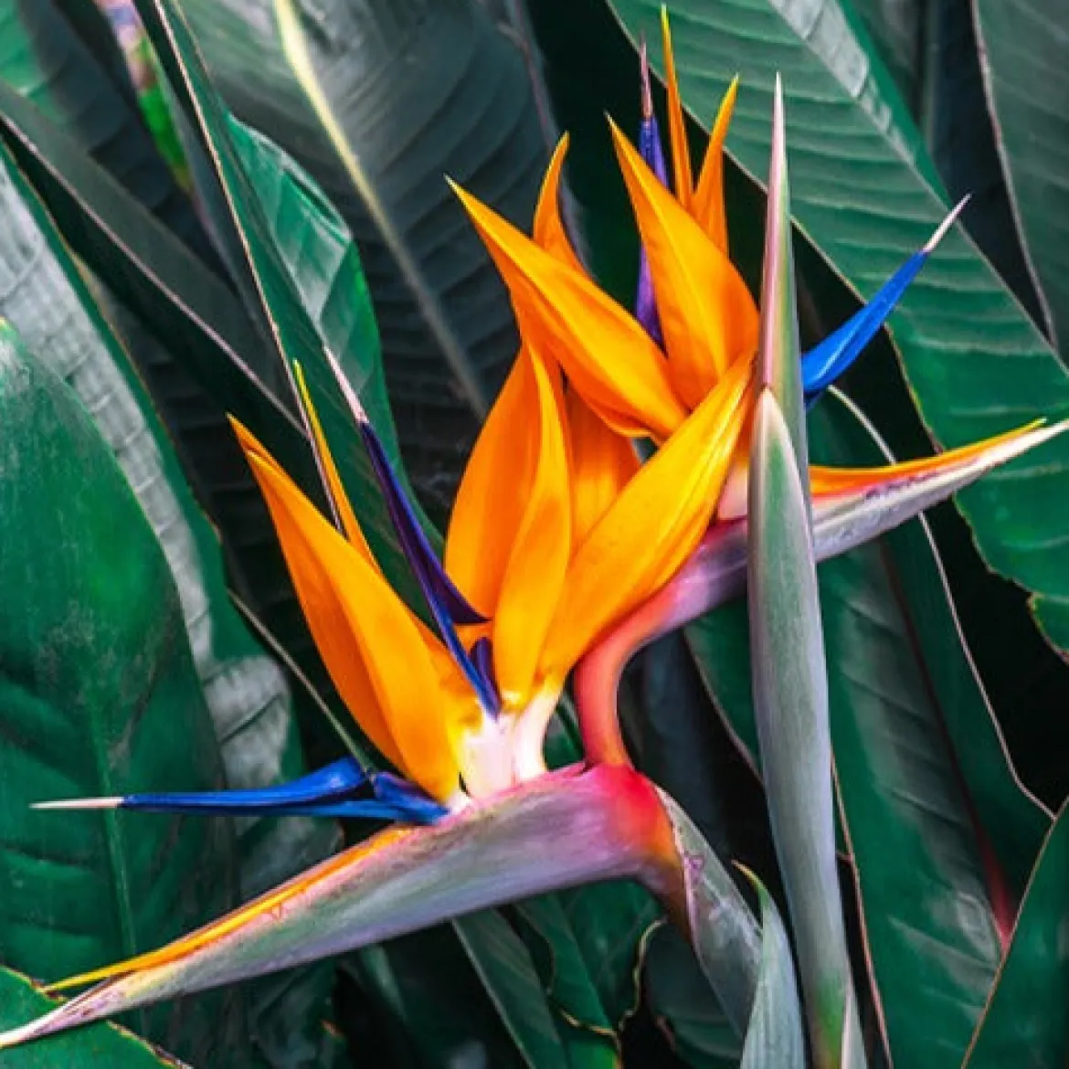 Oiseau du paradis Strelitzia - L'exotisme chez vous