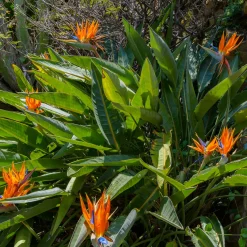 Oiseau du paradis Strelitzia - L'exotisme chez vous