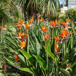 Oiseau du paradis Strelitzia - L'exotisme chez vous