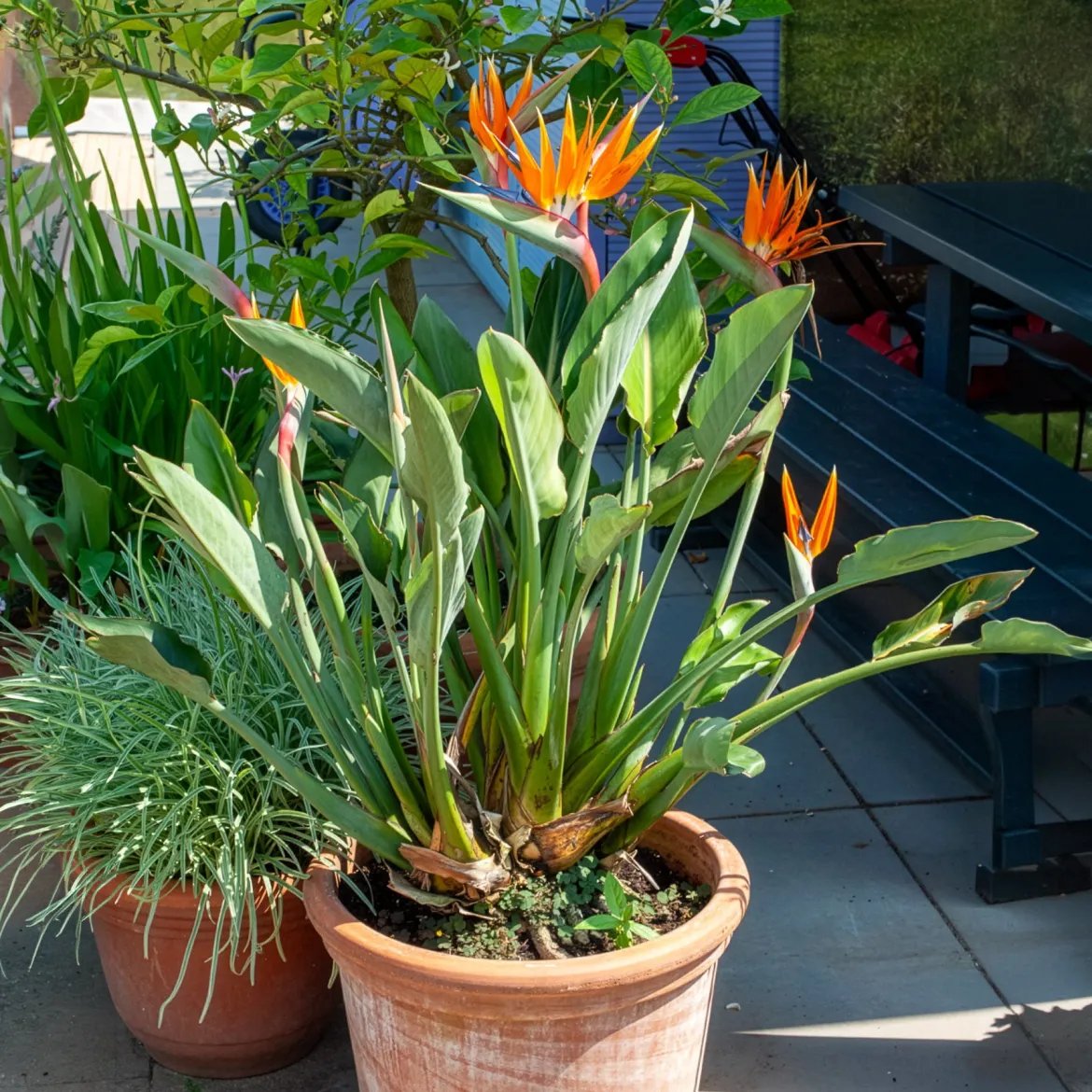 Oiseau du paradis Strelitzia - L'exotisme chez vous